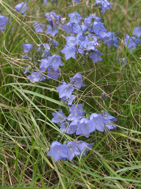 Passion Vivaces Campanula rotundifolia plante vivace pot 1L bleu