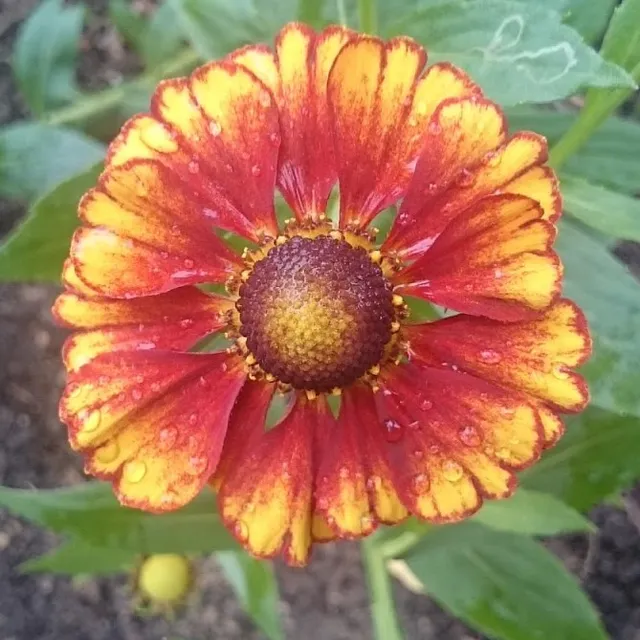Passion Vivaces Helenium automnale ‘Feuersiegel’ plante vivace godet