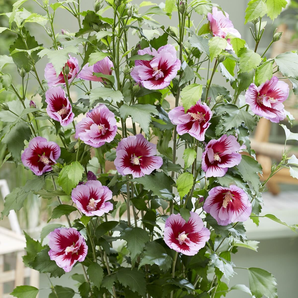 Bakker Flower Tower Purple hibiscus colonnaire violet pot