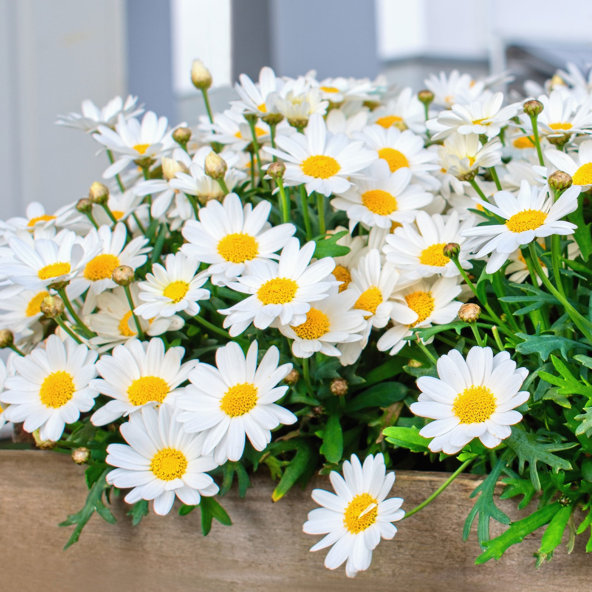 Bakker Marguerite des Canaries plante pot 10,5cm fleurs blanches