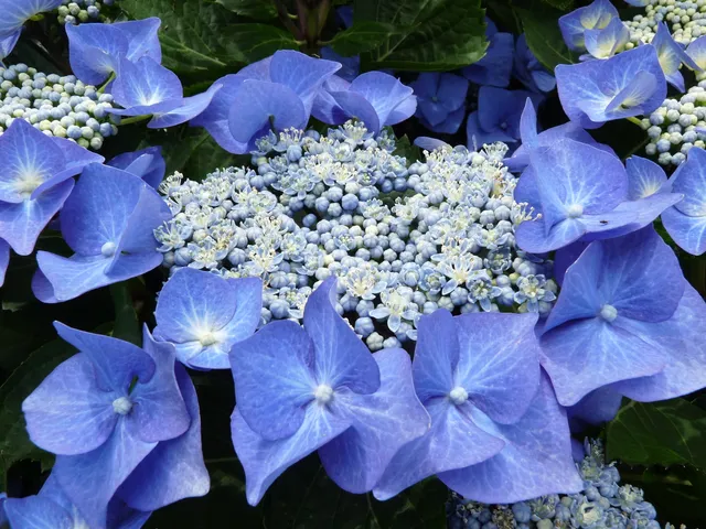 Les Hortensias du Haut Bois Blaumeise hortensia plat bleu