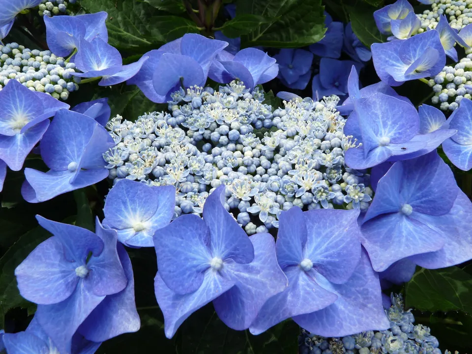 Les Hortensias du Haut Bois Hydrangea macrophylla Blaumeise hortensia godet