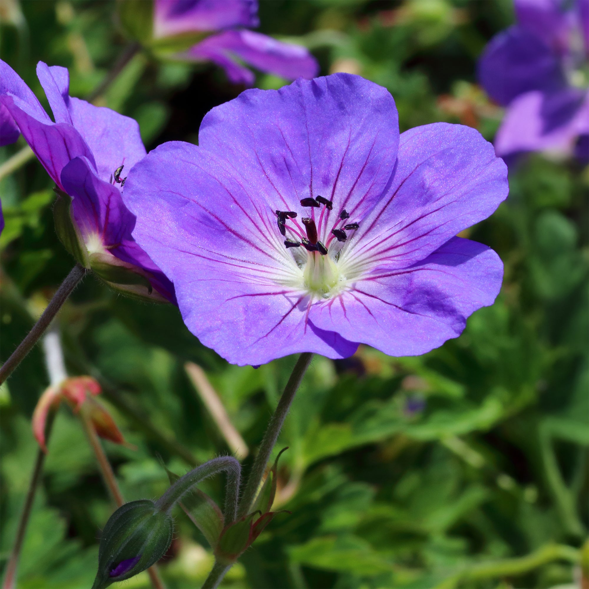Bakker Géranium vivace bleu de l'Himalaya plante vivace 3 racines couvre-sol