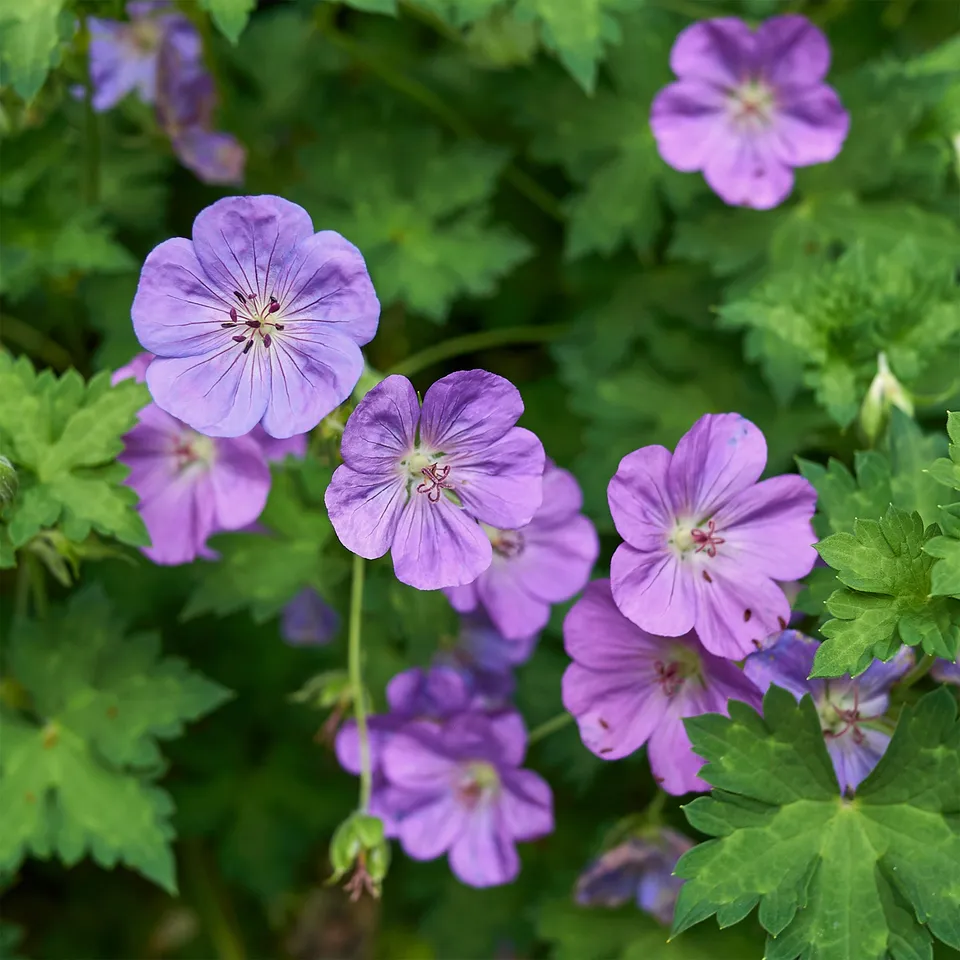 Bakker Géranium vivace bleu de l'Himalaya plante vivace 3 racines couvre-sol