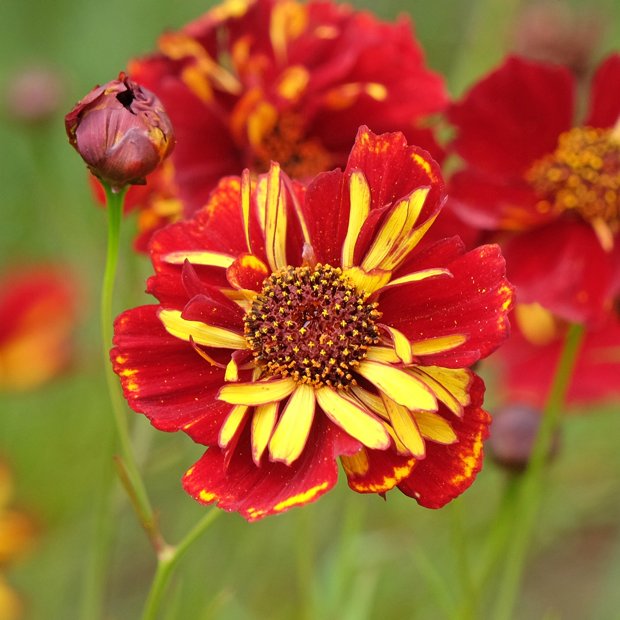 Bakker Coreopsis Roulette graines sachet fleurs rouge et or