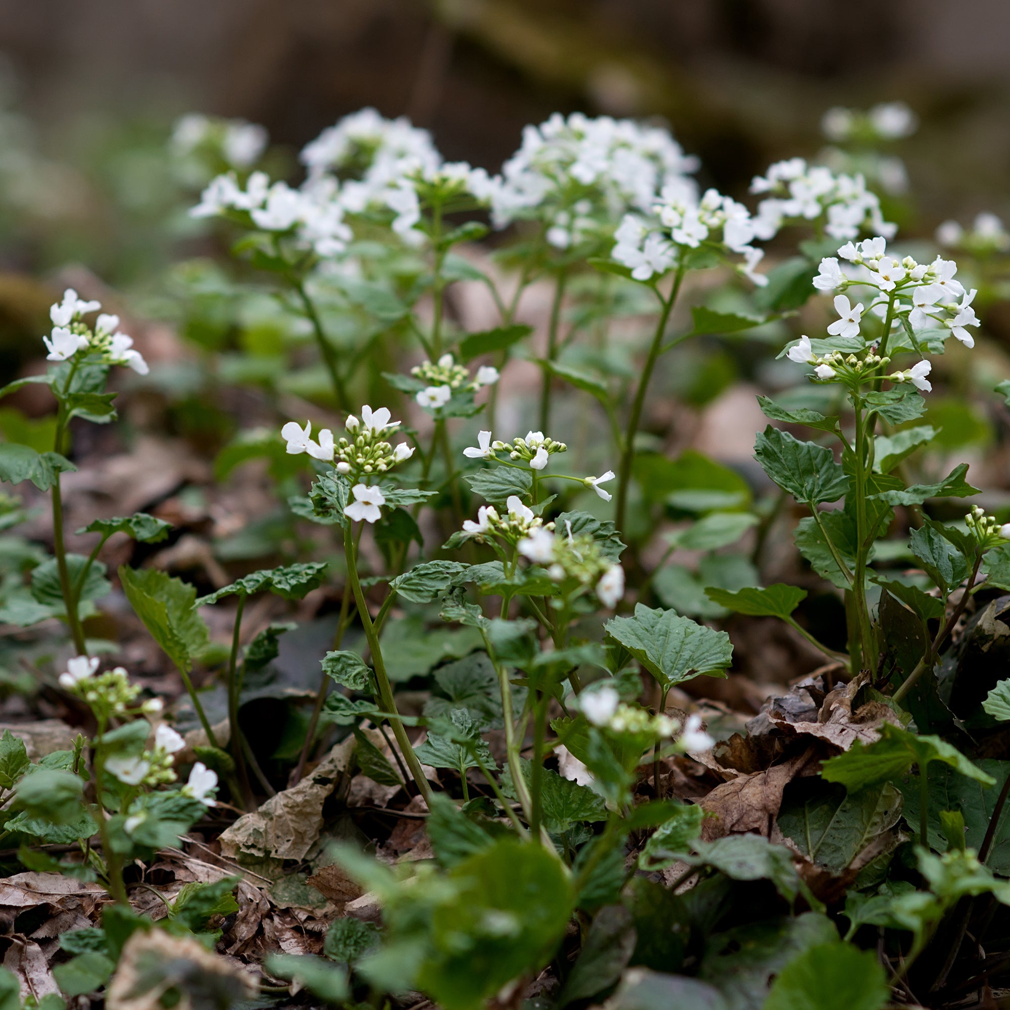 Bakker Pachyphragma macrophyllum vivace pot 8cm fleur blanche