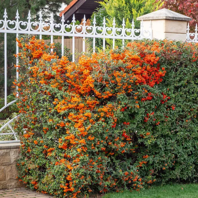 Bakker Pyracantha Saphyr Orange Cadange buisson pot 3L