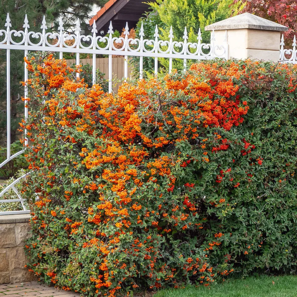 Bakker Pyracantha Saphyr Orange Cadange buisson pot 3L