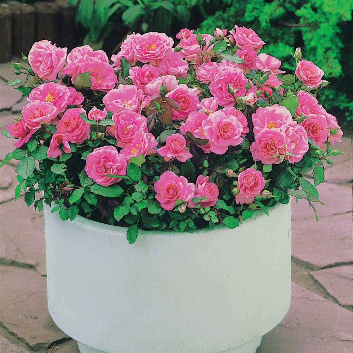 Bakker Mini-rosiers Randilla 3 couleurs racines nues