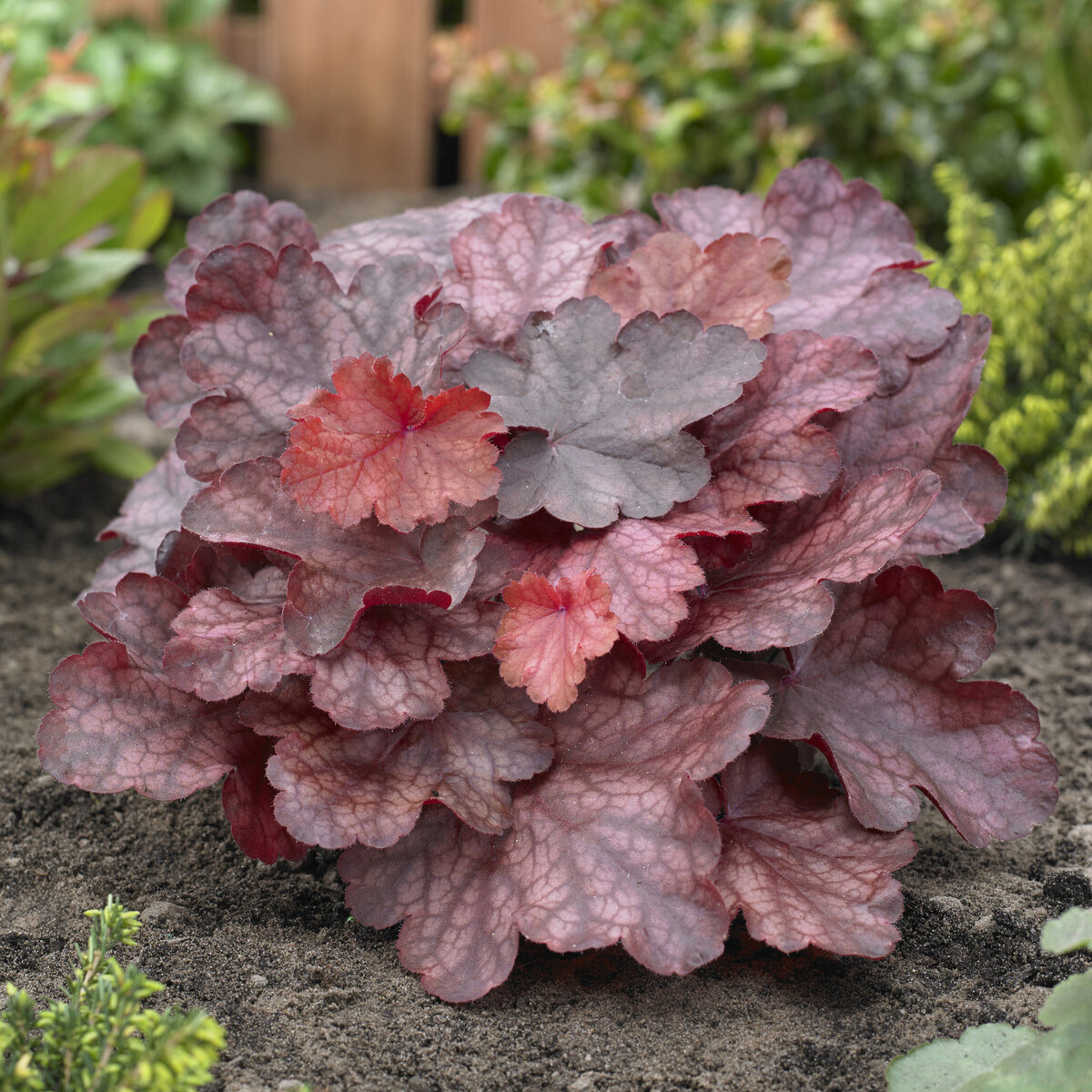 Bakker Plantes vivaces Heuchère Fire Chief vivace pot 9cm rouge