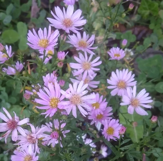 Aster ericoides Henriette plante vivace godet fleurs rose bonbon