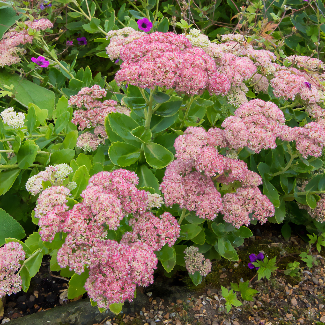 Bakker Sedum Herbstfreude Autumn Joy vivace pot Ø 9cm rose