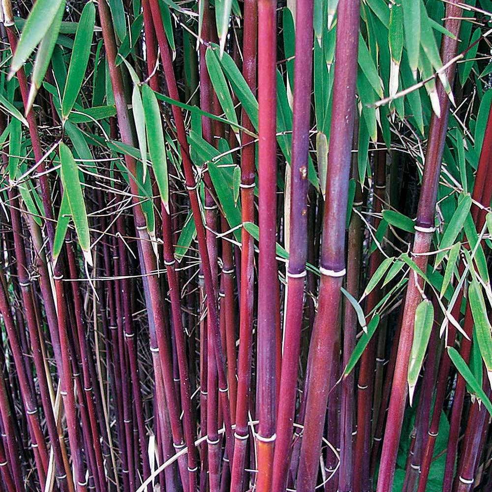 Bakker Bambou cannes rouges non-traçant pot 1,5L 40cm