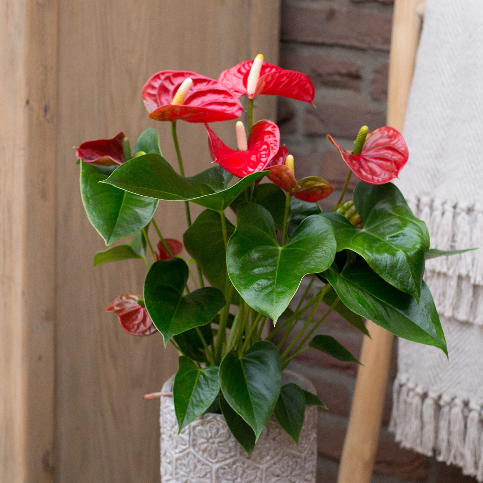 Bakker Anthurium rouge plante fleurie pot 12cm floraison longue