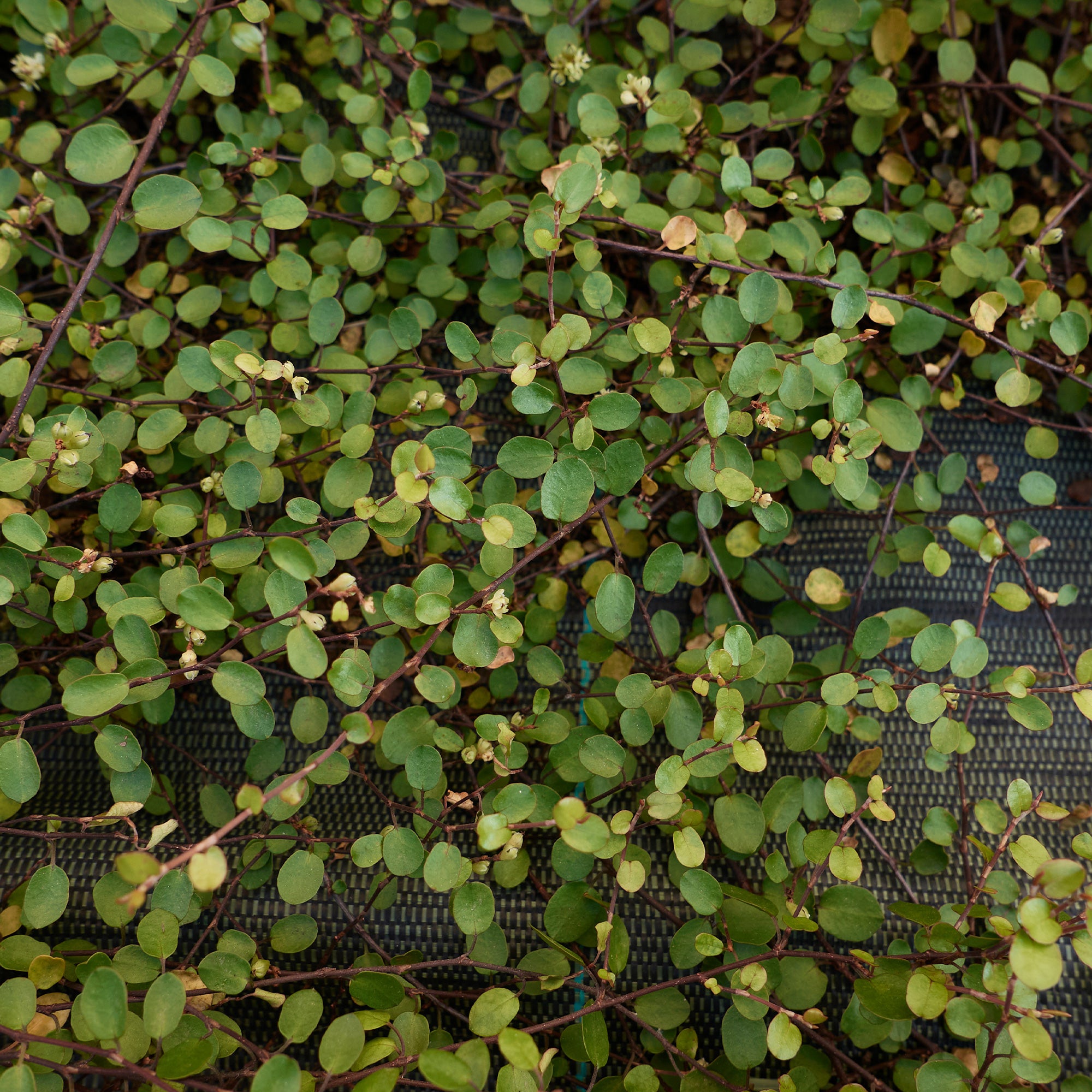 Bakker Muehlenbeckia complexa plante terrasse pot Ø 9 cm