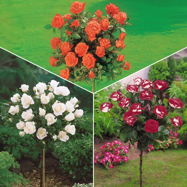 Bakker Rosiers Ramona Korbin Osiria tige lot 3 racines nues