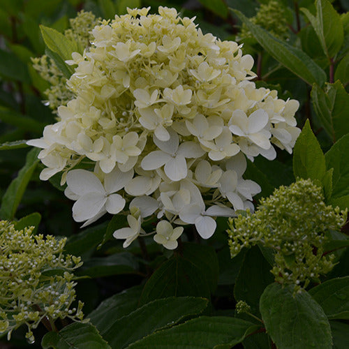 Bakker Magical Sweet Summer hortensia paniculé 3L