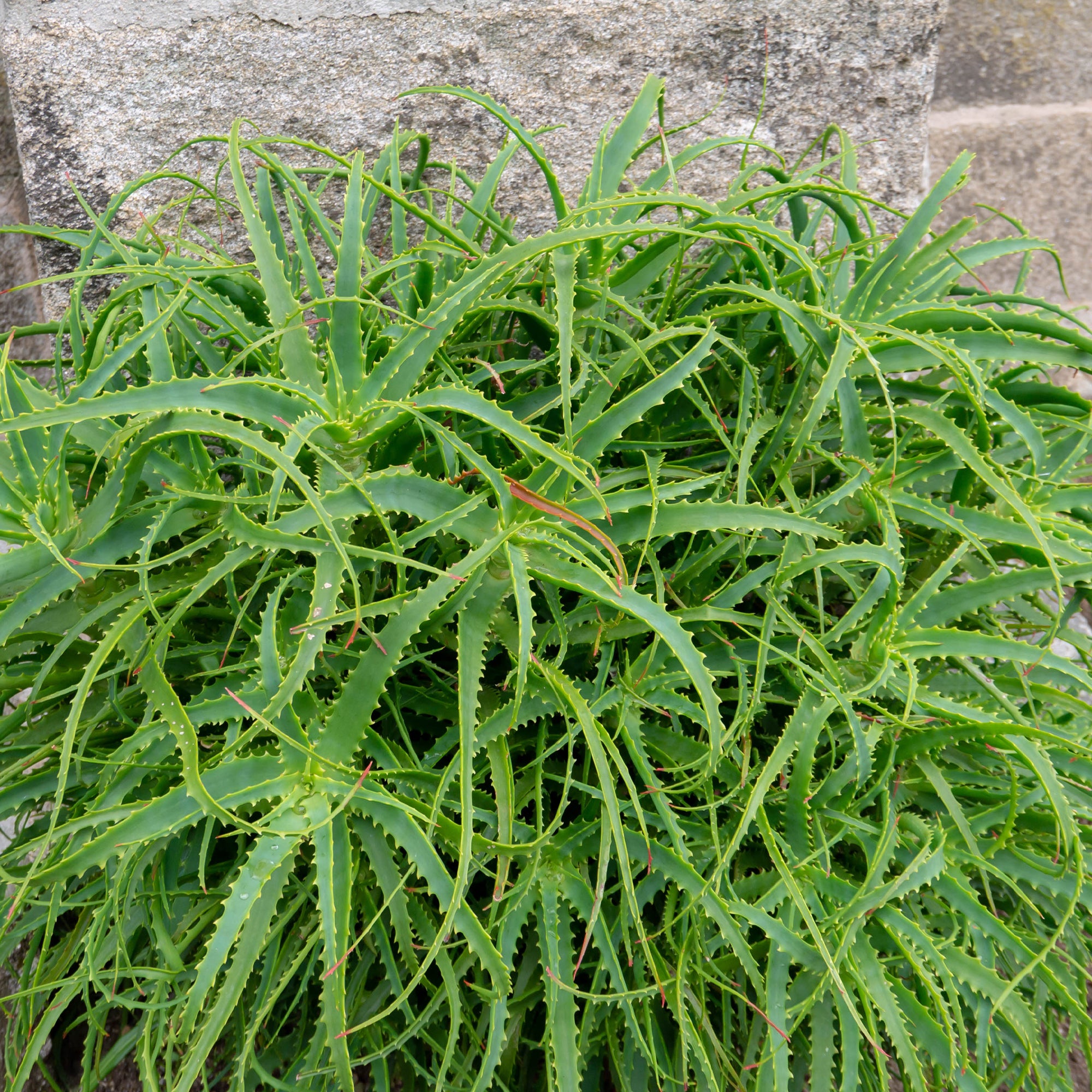 Bakker Aloès arborescent plante d'intérieur pot Ø 11 cm fleur rouge