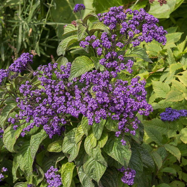 Bakker Héliotropes du Pérou plante terrasse 3 pots Ø10.5cm violet parfum