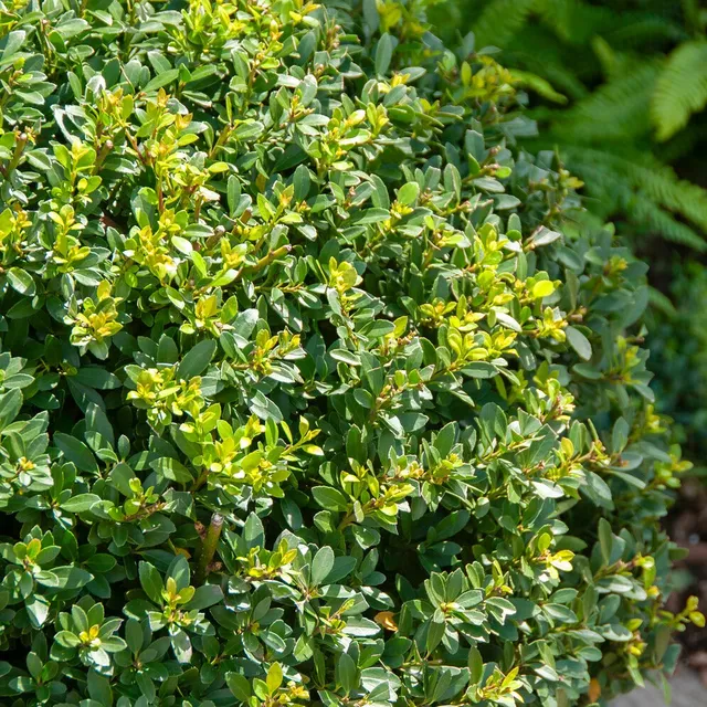 Bakker Houx Mutchagara arbuste persistant pot Ø 9 cm sans épines
