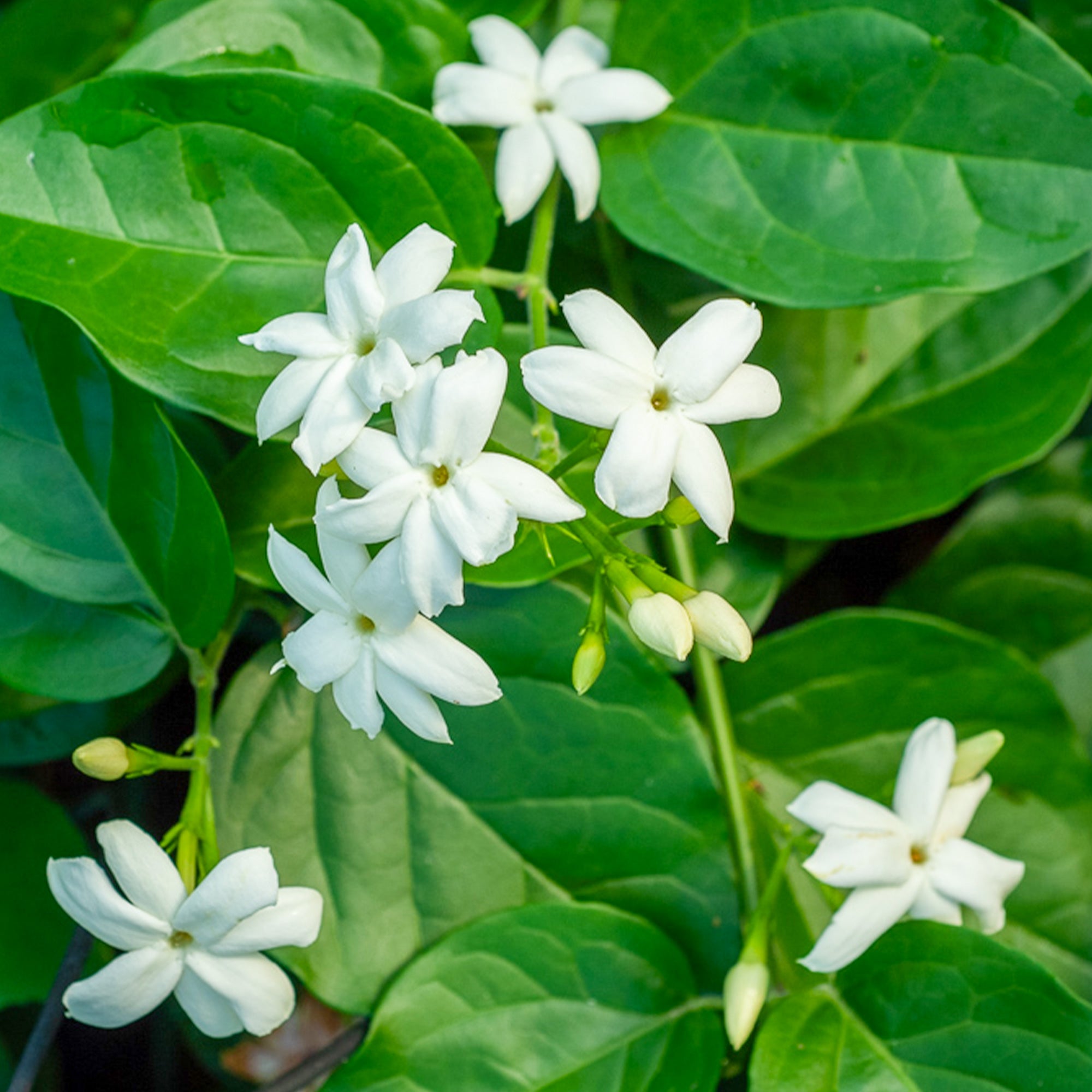 Bakker Plantes d'extérieur Jasmin d'Arabie plante pot Ø11cm parfumé