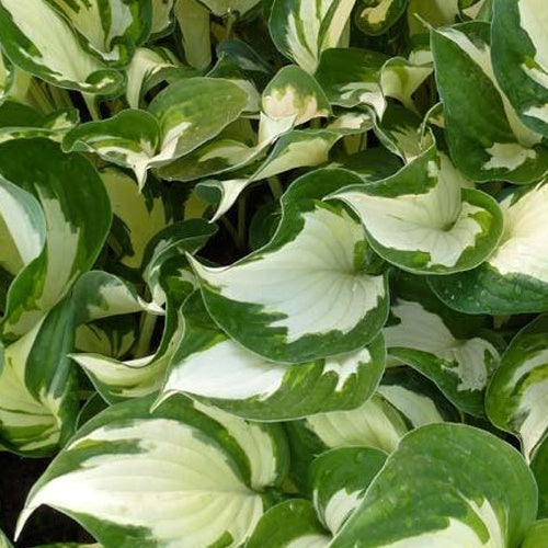 Bakker Hosta Reversed Patriot vivace pot 9cm panaché