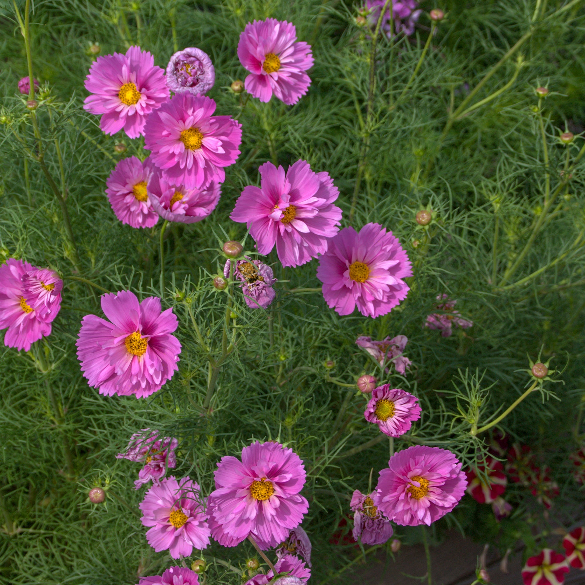 Bakker Cosmos Double Dutch Rose graines 1g rose