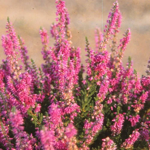 Bakker Bruyère Darkness callune pot 8cm fleurs rouges