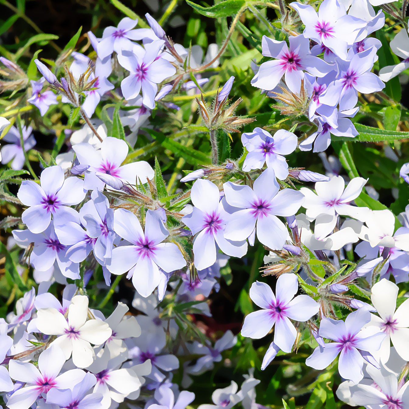 Bakker Plantes vivaces Phlox divaricata Chattahoochee pot 9cm bleu