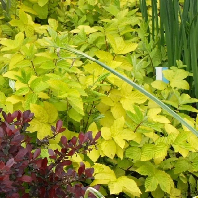 Passion Vivaces Filipendula ulmaria Aurea godet feuillage or