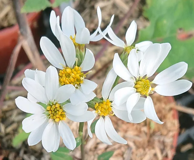 Passion Vivaces Aster scaber vivace godet chamchwi comestible