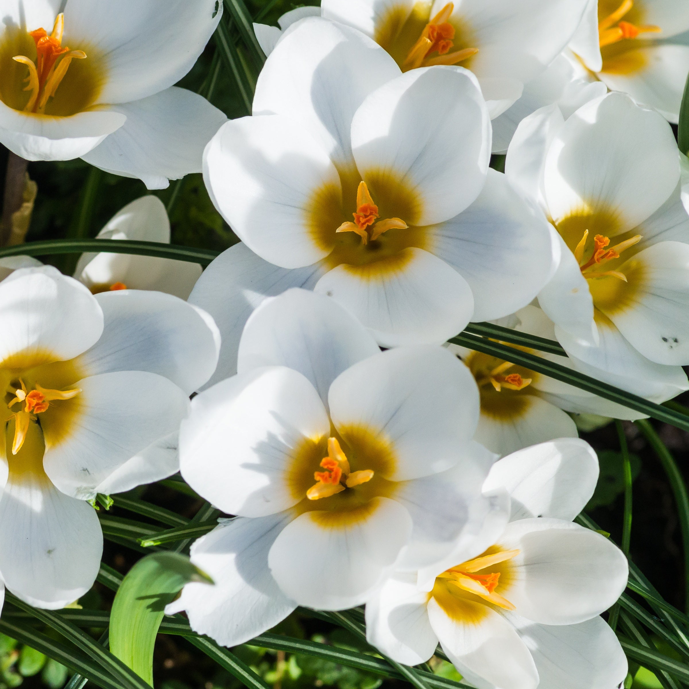 Bakker 10 Crocus Ard Schenk bulbes sachet blanc jaune