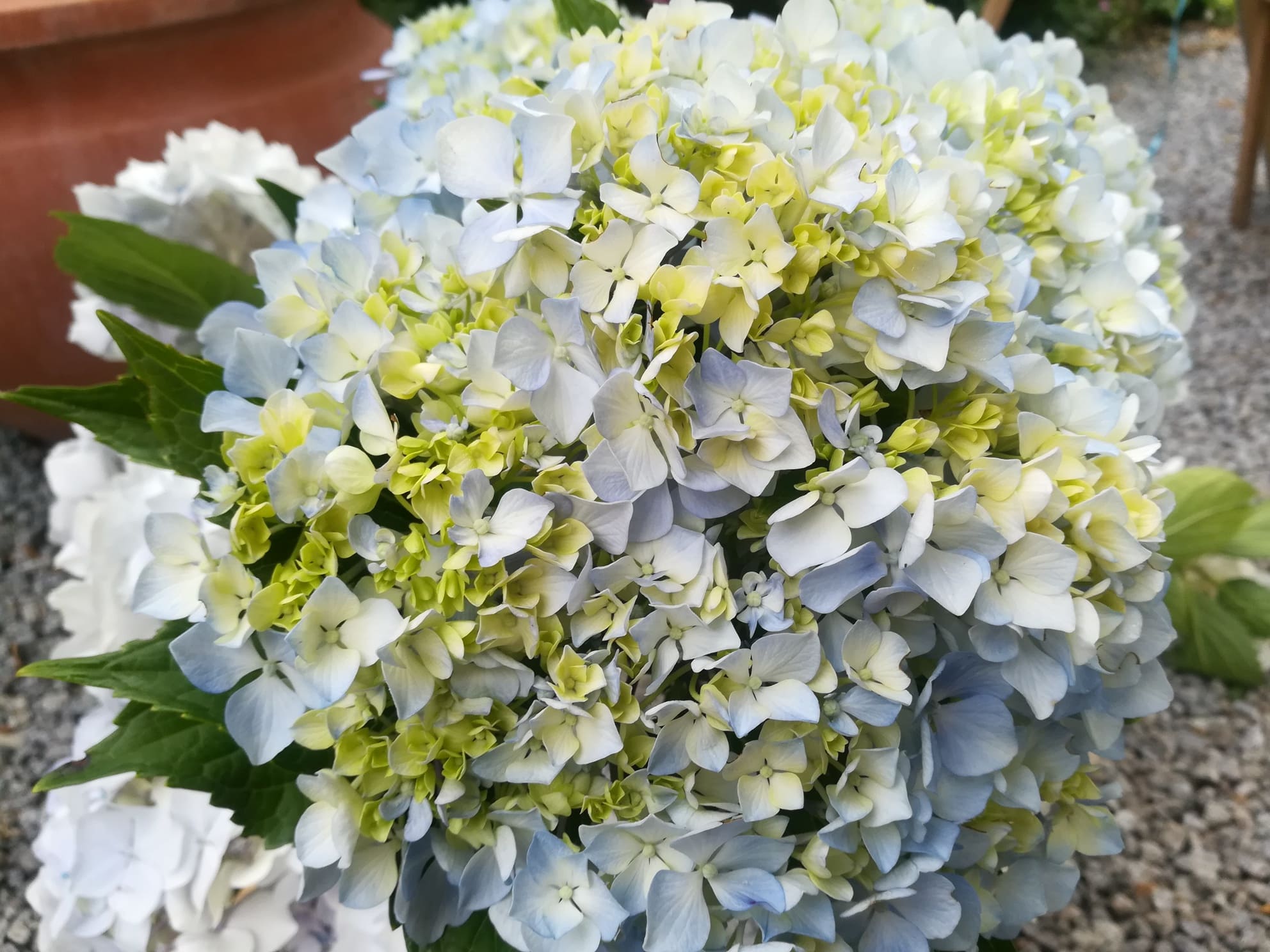 Les Hortensias du Haut Bois Otaksa Monstruosa hortensia rondes