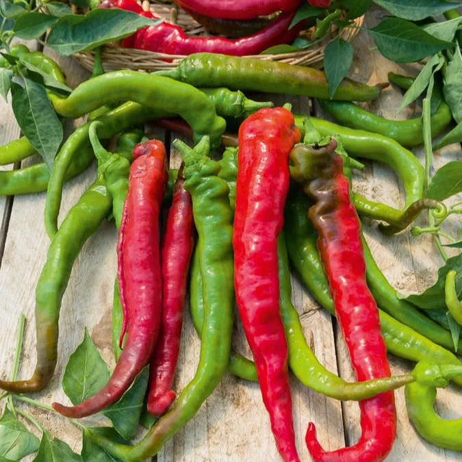 Bakker Potager Piment Doux Long des Landes graine sachet 75 doux