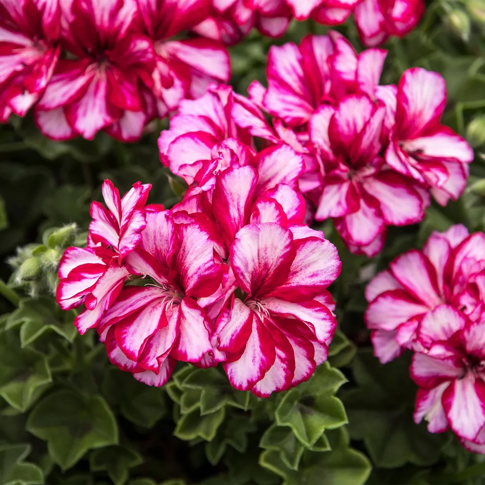 Bakker Géranium-lierre bicolore plante retombante 3 pots rouge
