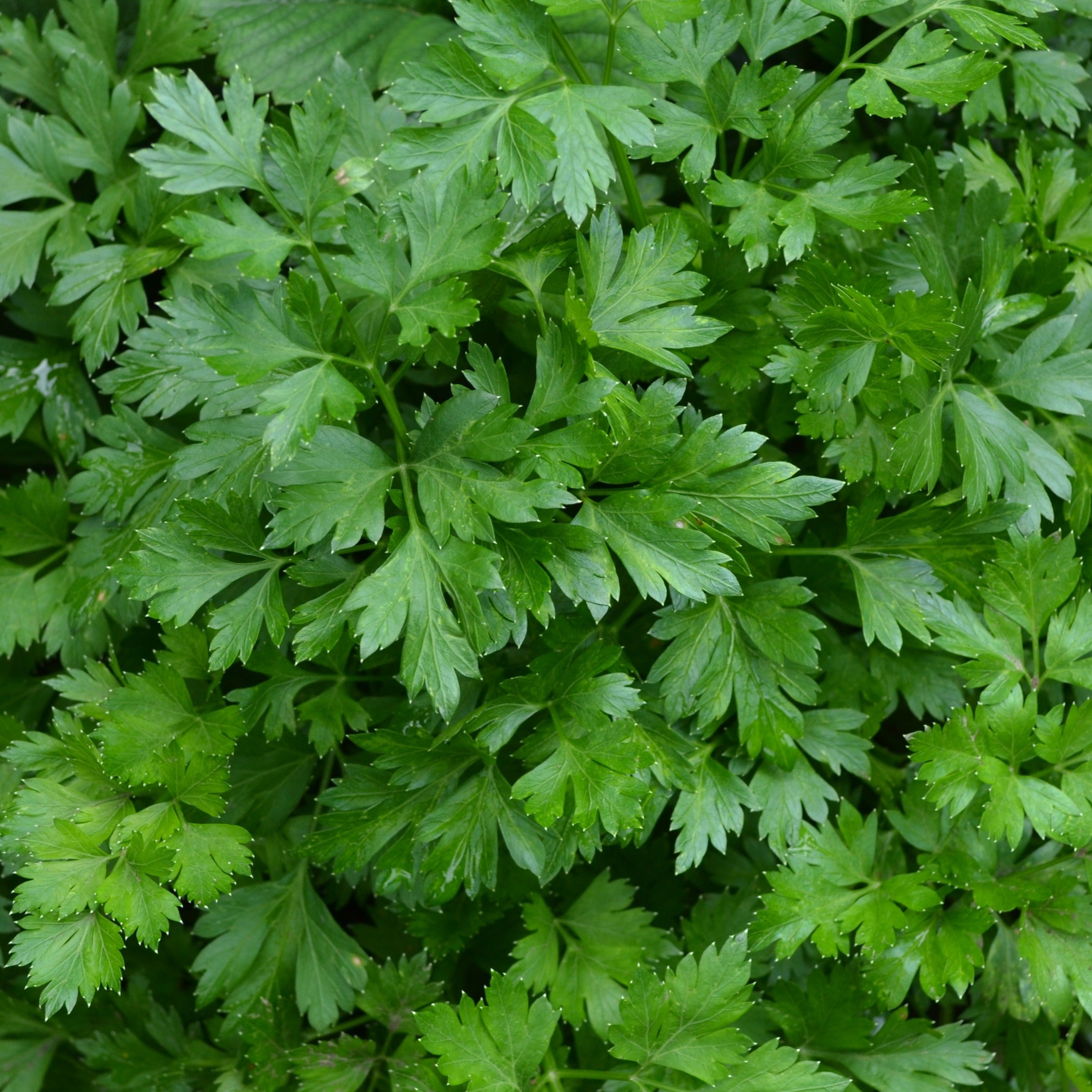 Bakker Persil commun plant aromatique pot Ø13cm feuille plate