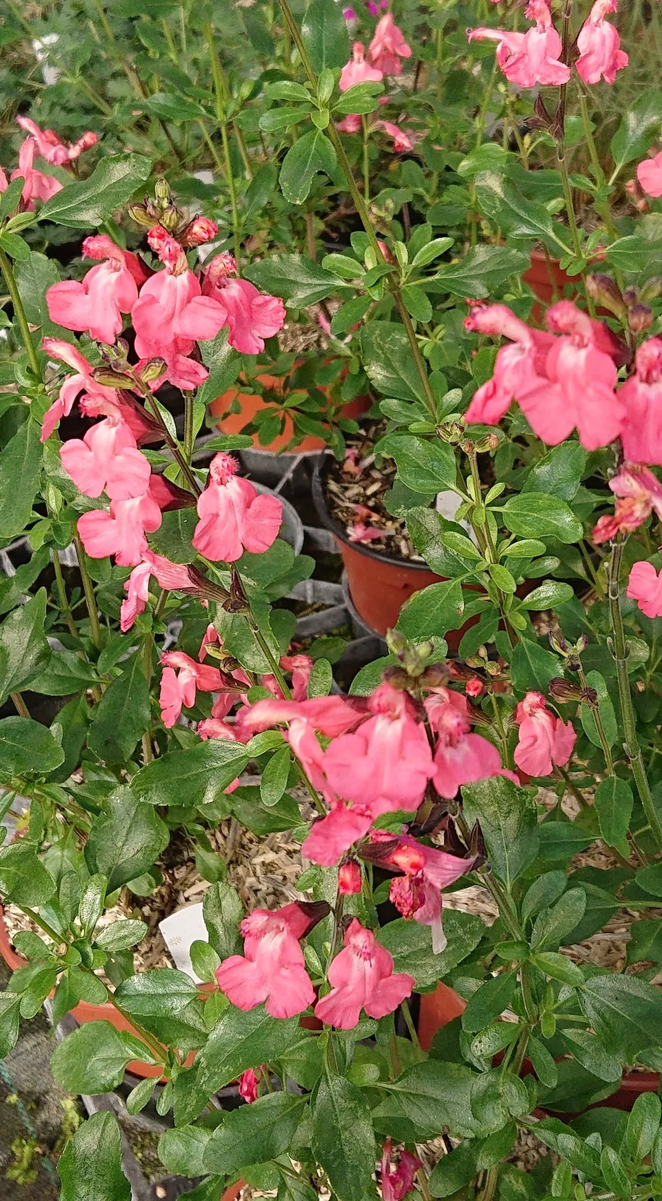 Passion Vivaces Salvia x jamensis 'La Siesta' sauge pot 1L rose