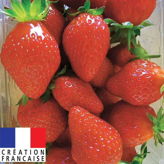 Bakker Fraisier Mariguette remontant 6 godets 7cm