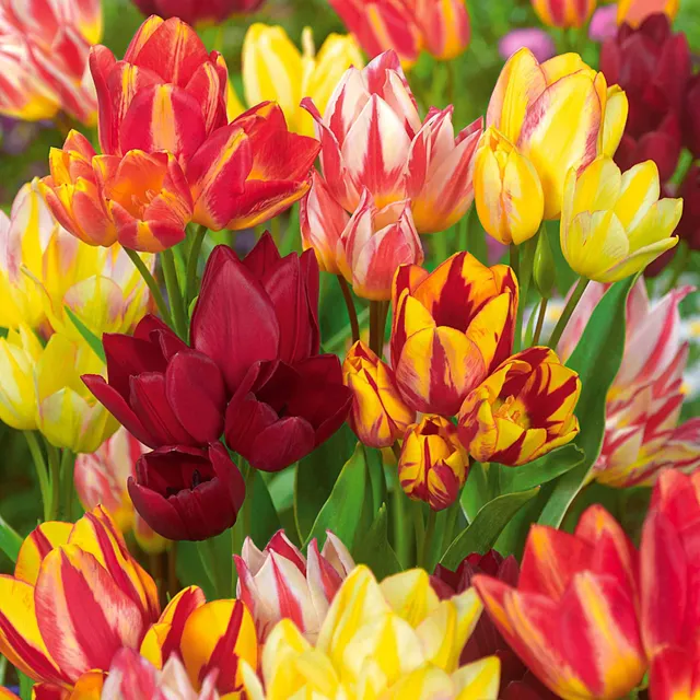Bakker Tulipes multiflores bulbes mélange sachet 10