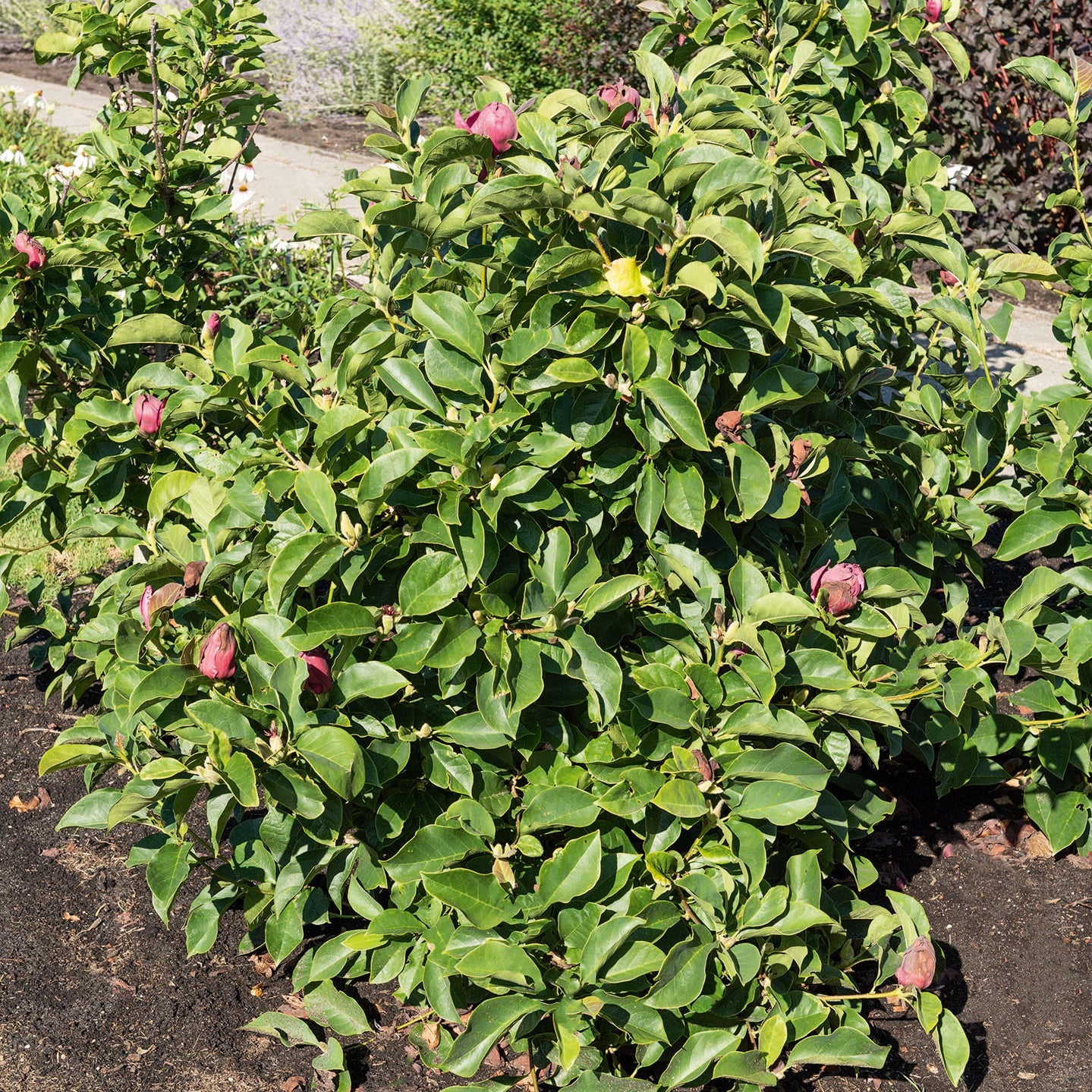Bakker Magnolia Genie arbuste pot 2L fleurs fuchsia parfumées