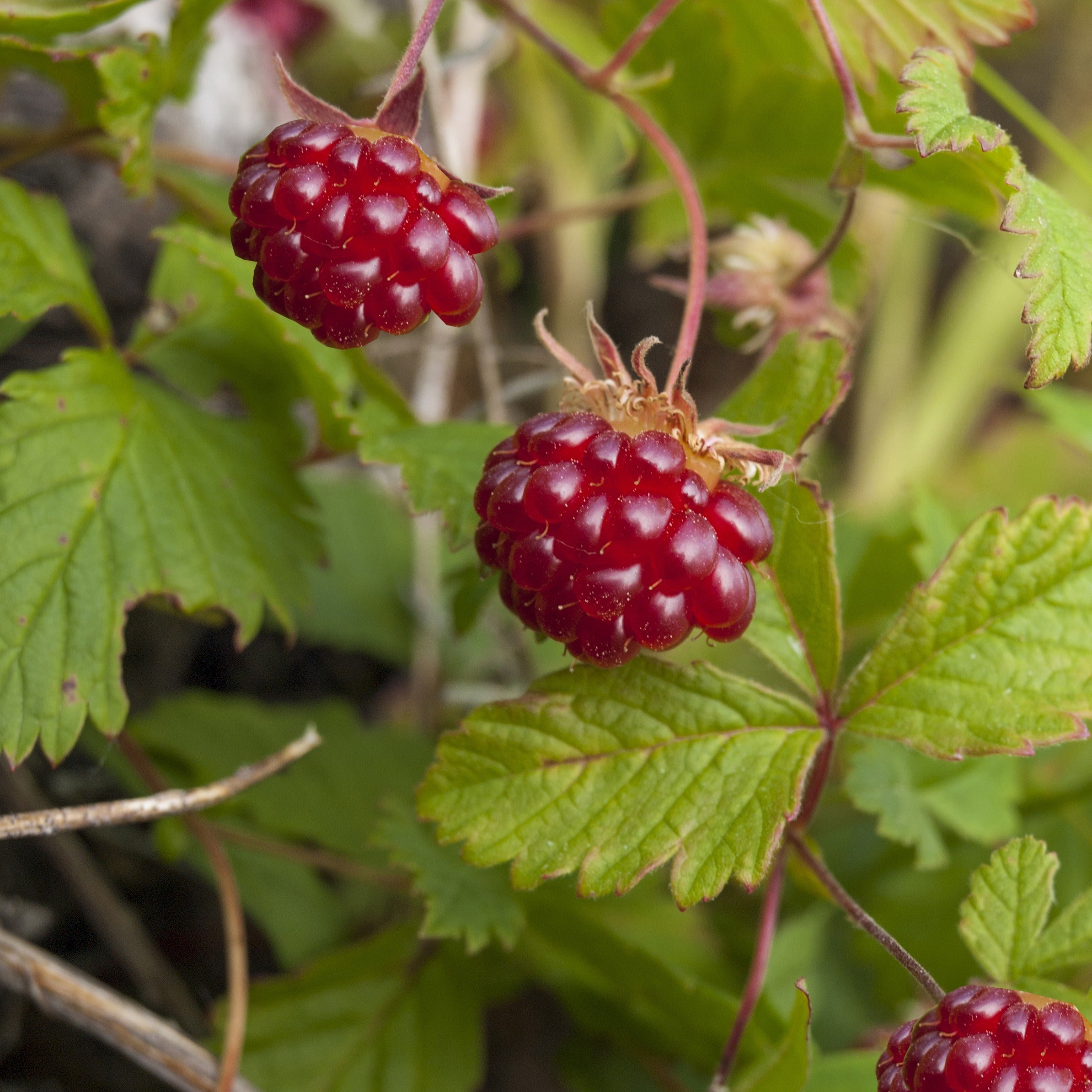 Bakker Framboisier arctique Rubus fruitier pot 2L couvre-sol