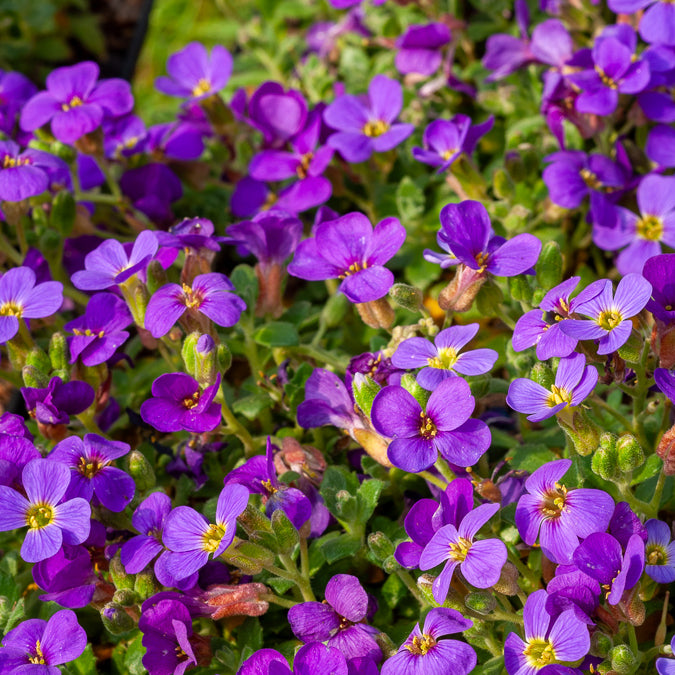Bakker Aubriète Hamburger Stadtpark pot 9cm violette