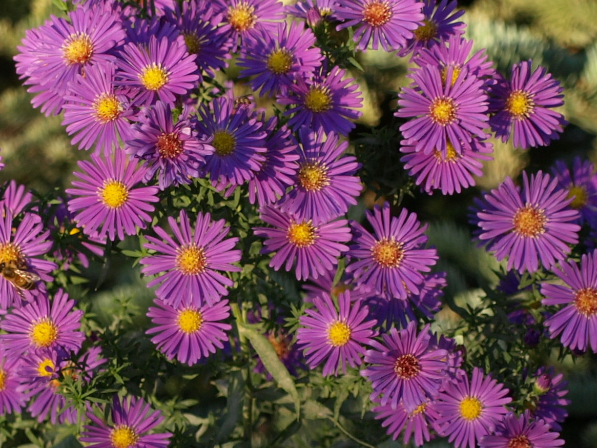 Passion Vivaces Aster novi-belgii Schöne von Dietlikon plante vivace godet violet