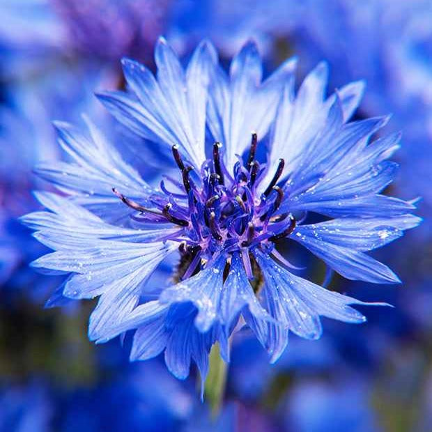 Bakker Potager et Graines Bleuet Blue Boy sachet bleu
