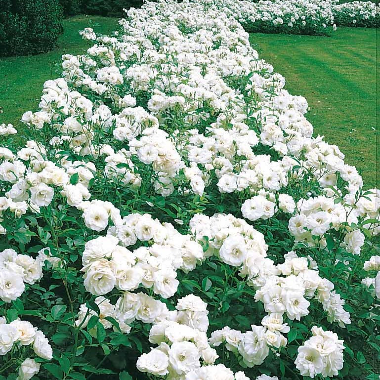 Bakker Rosiers Princesse de Galles Hardinkum rosier racine nue blanc