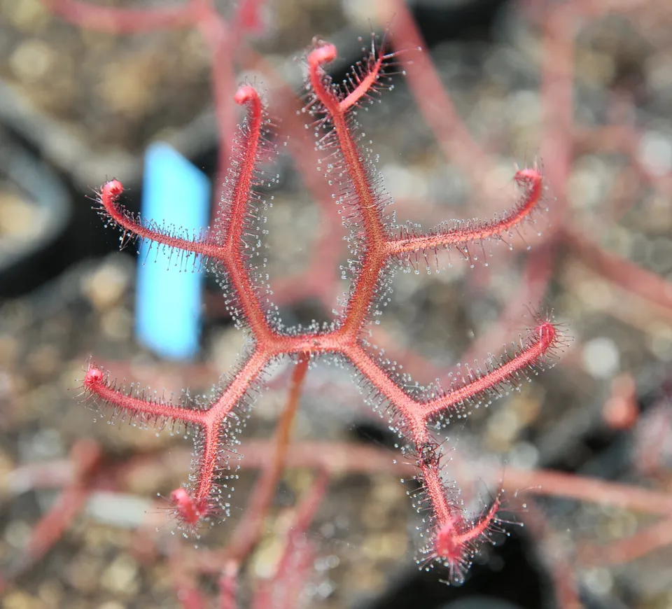 Carniflore Drosera binata multifida plante carnivore fleur blanche