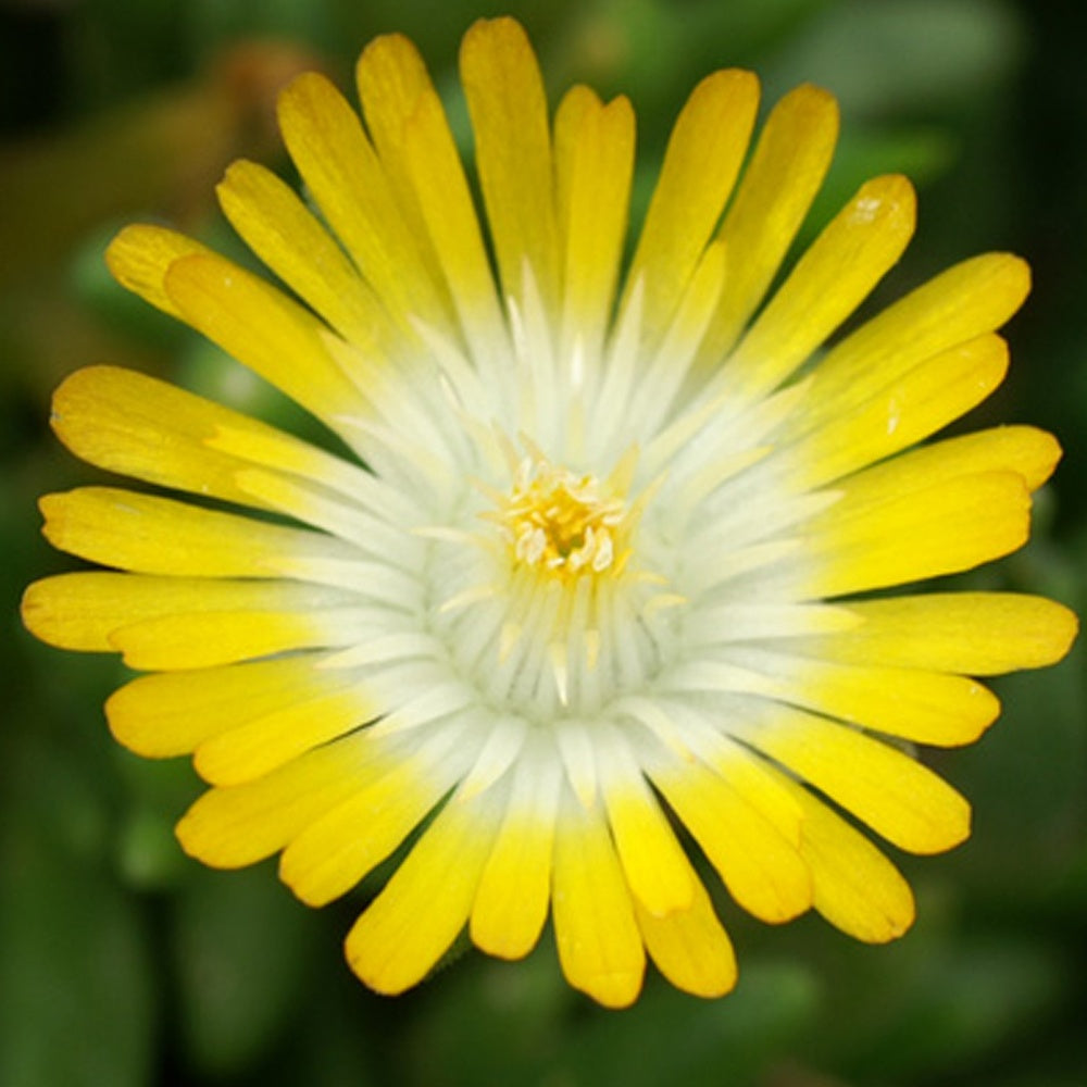 Bakker Delosperma Jewel of Desert Peridott vivace jaune pot 8cm