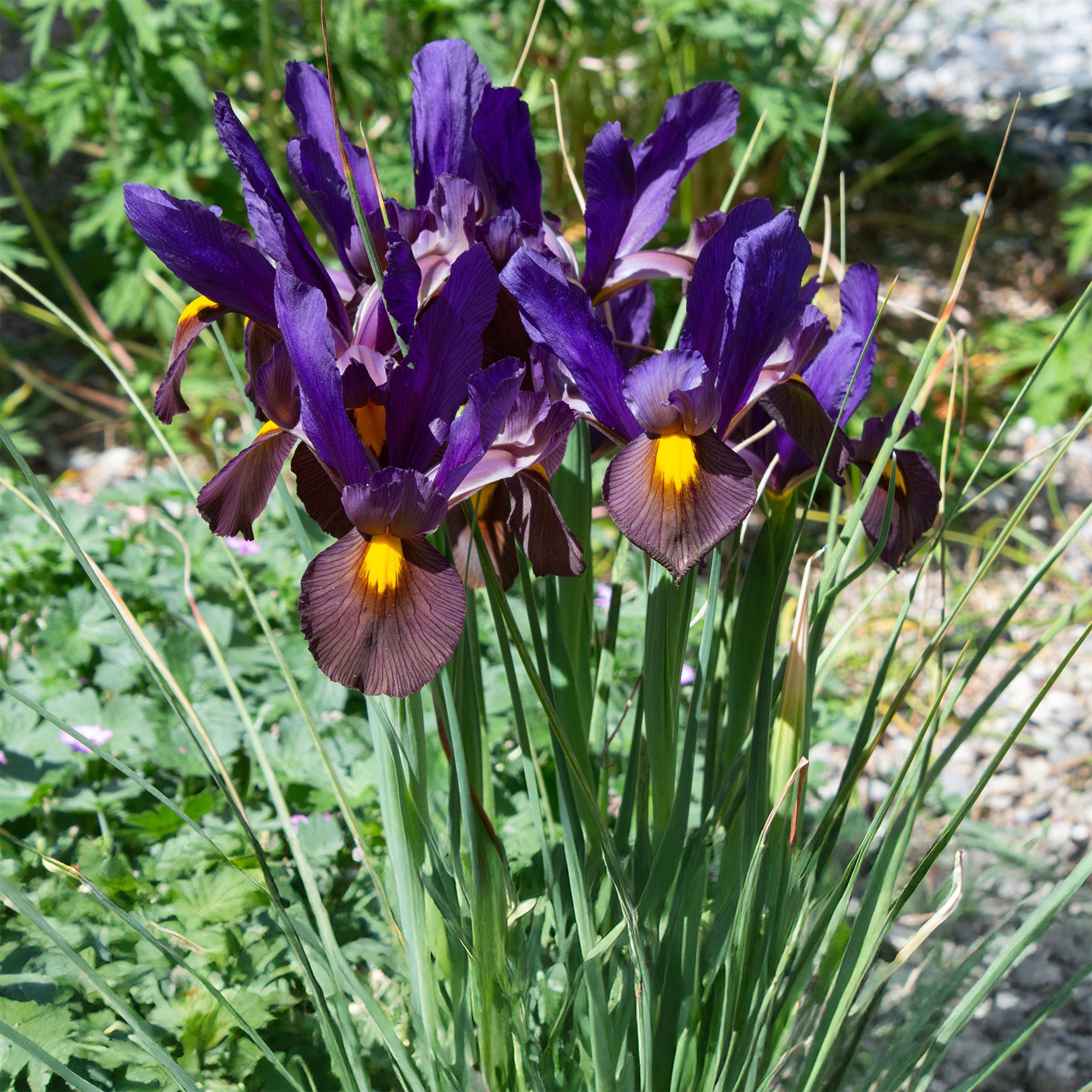 Bakker Tiger Eyes iris de Hollande 10 bulbes bronze