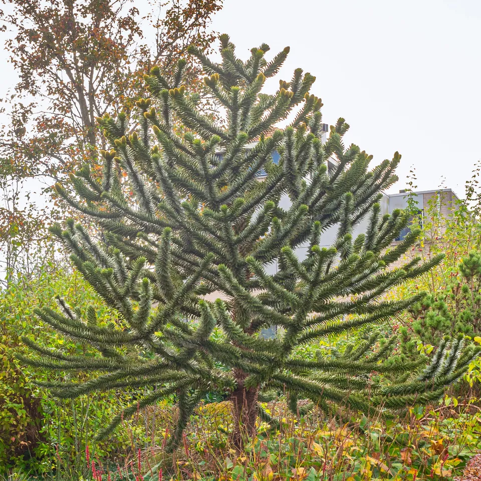 Bakker Araucaria Désespoir des singes conifère pot 1L rustique