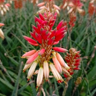 Bakker Aloe Safari Sunrise succulente pot 9cm orange